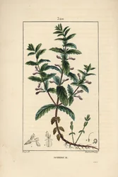 Teucrium scordium, mostrando flor, hoja, tallo y raíces. Grabado en cobre a mano coloreado por Lambert Junior de un dibujo de Pierre Jean-Francois Turpin