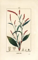 Pimienta de agua - Pimienta de agua, Persicaria hydropiper (Polygonum hydropiper), con flor, tallo y hoja. Grabado en cobre a puntos coloreado a mano por Lambert Junior de un dibujo de Pierre Jean-Francois Turpin de 