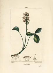 Trébol de agua o trébol de agua menyanth - Trébol de Marte, Menyanthes trifoliata. Grabado en cobre a puntos coloreado a mano por Lambert Junior de un dibujo de Pierre Jean-Francois Turpin de 