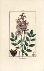 Dictamnus blanco, mostrando flores, hojas, semillas y fruto peludo
