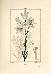 Lirio blanco o lirio de la madonna - Lirio blanco, Lilium candidum. Grabado en cobre a puntos coloreado a mano por Lambert Junior de un dibujo de Pierre Jean-Francois Turpin de 