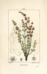 Ruibarbo silvestre - ruibarbo rapóntico o falso ruibarbo, Rheum rhapontium, con flor, tallo, semilla y contorno de hoja. Grabado calcográfico a puntos coloreado a mano por Lambert Junior a partir de un dibujo de Pierre Jean-François Turpin, de «La» de
