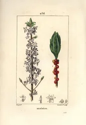 Madera bonita, bonita, verde, verde madera, Daphne bonita madera - Mezereon, Daphne mezereum. Grabado en cobre a puntos coloreado a mano por Lambert Junior de un dibujo de Pierre Jean-Francois Turpin de 