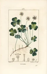 Acedera de madera, Oxalis acetosella, con flor, hoja, tallo, semilla y raíz. Grabado en cobre a mano a color por Lambert Junior de un dibujo de Pierre Jean-Francois Turpin de Chaumeton, Poiret y Chambere