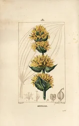 Genciana amarilla o gran genciana - Genciana, Gentiana lutea. Grabado en cobre a puntos coloreado a mano por Lambert Junior de un dibujo de Pierre Jean-Francois Turpin de 
