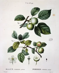 Manzano mier común salvaje - en "Nuevo Duhamel del Monceau o tratado de los árboles y arbustos que se cultivan en Francia", figuras según dibujos de P.J. Redouté y P. Bessa, París