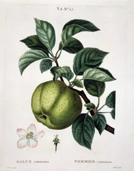 Manzano - en "Nuevo Duhamel del Monceau o tratado de los árboles y arbustos que se cultivan en Francia", figuras según dibujos de P.J. Redouté y P. Bessa, París
