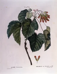 Botánica: rama de arce. Lámina tomada de “Nouveau Duhamel du Monceau o Tratado de Árboles y Arbustos Cultivados en Francia” Acuarela de Pierre Joseph Redoute (1759-1840) 1819