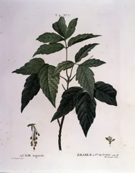 Botánica: Rama de arce. Lámina tomada de "Nouveau Duhamel du Monceau o Tratado de Árboles y Arbustos Cultivados en Francia". Acuarela de Pierre Joseph Redoute (1759-1840) 1819