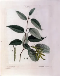 Botánica: rama de carpe. Lámina tomada de “Nouveau Duhamel du Monceau o Tratado de Árboles y Arbustos Cultivados en Francia” Acuarela de Pierre Joseph Redoute (1759-1840) 1819
