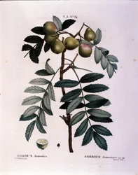 Botánica: rama de serbal (Sorbus domestica) Lámina extraída de “Nouveau Duhamel du Monceau o Tratado de Árboles y Arbustos Cultivados en Francia” Acuarela de Pierre Joseph Redoute (1759-1840) 1819