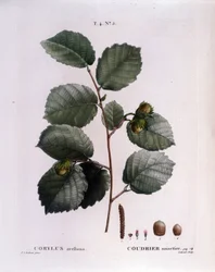 Botánica: rama de avellano. Placa tomada de “Nouveau Duhamel du Monceau o Traité des Arbres et Arbustes Cultivés en France” Acuarela de Pierre Joseph Redouté (1759-1840) 1819
