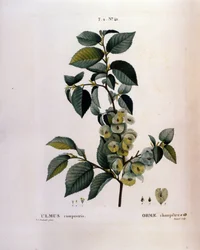 Botánica: rama de olmo. Lámina tomada de “Nouveau Duhamel du Monceau o Tratado de Árboles y Arbustos Cultivados en Francia” Acuarela de Pierre Joseph Redouté (1759-1840) 1819