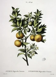 Limonero chino bigaradier - en “Nouveau Duhamel ou traité des arbres et arbustos que se cultivan en Francia”, dibujos de P.J. Redouté y P. Bessa, París
