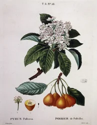 Peral de Pollviller - en 