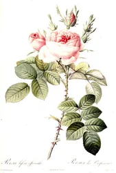 Rosa Bifera Officinalis, grabado por Langlois, publicado por Remond (grabado coloreado)