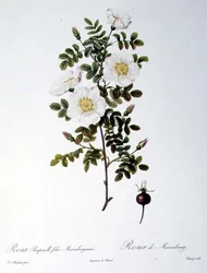 Rosa Pimpinellifolia Mariaeburgensis, grabado por Chapuy, de 