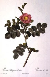 Rosa Rubiginosa Cretica, grabado por Langlois, de 
