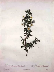 Rosa pimpinelli folia pumila (rosa escocesa enana), grabado por Chapuy, de 