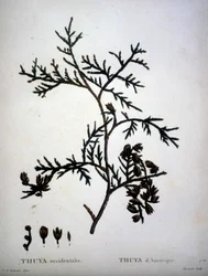 Thuya occidentalis o Thuya de América - en 