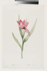 Tulipán Oeil De Soleil