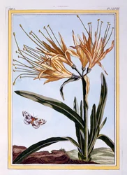 Un lirio, pub. 1776