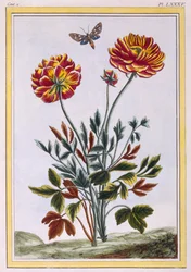 Una variedad de amapola amarilla de doble flor, c.1776