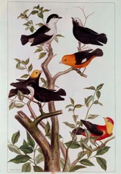 Aves en ramas. Litografía de Pierre Joseph (siglo XVIII) París, B.N.