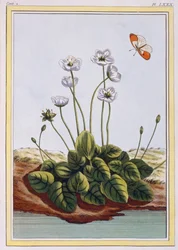 Chiendent de Parnasse Grass of Parnassus, pub. 1776