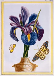 Iris común con mariposas, pub. 1776
