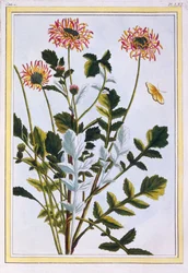Margarita africana etíope, pub. 1776