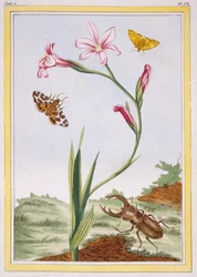 Ixia de color carne y escarabajo ciervo, pub. 1776