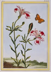 La flor manchada de los Incas (Lirio peruano), c.1766