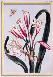 Amarilis de hojas largas, pub. 1776