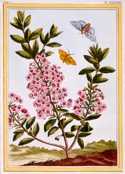 Laurel de oveja Kalmia augustifolia, pub. 1776