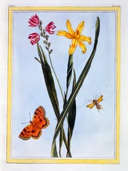 Ixia sudamericana, pub. 1776
