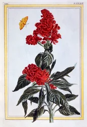 Variedad de Amaranthus, pub. 1776