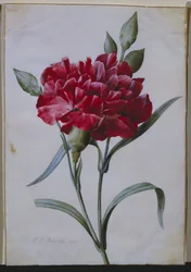 Un clavel rojo oscuro, 1822