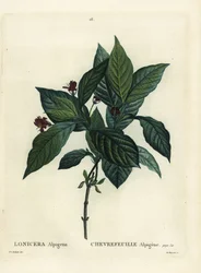 Madreselva alpina, Lonicera alpigena. Grabado a puntos de color a mano por Du Ruisseau después de una ilustración de Pierre-Joseph Redouté del Tratado de los Árboles y Arbustos de Henri Louis Duhamel du Monceau, París