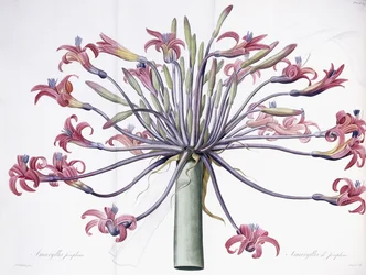 Amaryllis Josephina, 1802-1816
