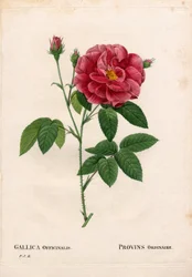 Rosa gallica var. officinalis. Grabado de Pierre Joseph Redouté en 