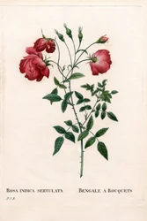 Rosa Bengal a Bouquets, variedad Rosa chinensis. Grabado a buril coloreado a mano de Pierre Joseph Redoute
