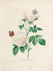 Té de Bengala 
