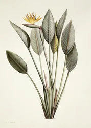 Ave del paraíso; Strelitzia Reginae