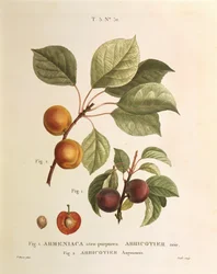 Albaricoque negro y variedades de albaricoque: Prunus armeniaca, Armeniaca atropurpurea de Pierre Joseph Redouté (1759-1840)