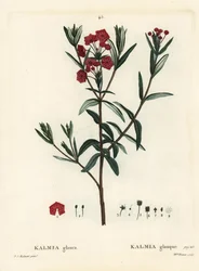 Laurel de pantano, Kalmia polifolia. Grabado a mano coloreado por Miss Brenet después de una ilustración de Pierre-Joseph Redouté del 