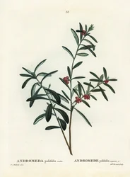 Romero de pantano, Andromeda polifolia. Grabado a mano coloreado después de una ilustración de Pierre-Joseph Redouté del 
