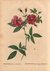 Tabla botánica, Flor, Variedad de Rosa: Rosa de Hudson con tallos trepadores (Rosa hudsoniana scandens). De América del Norte. En “Les Roses”, Volumen 2 por Pierre Joseph Redouté (1759-1840)