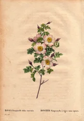 Tabla botánica, flor, variedad de rosa: Rosa pimprenelle con tallos sin espinas (Rosa pimpinelli folia inermis). En “Les Roses”, Volumen 2 por Pierre Joseph Redoute (1759-1840)