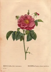 Tabla botánica, Flor, Variedad de Rosa: Rosa de Provin con flores jaspeadas (Rosa gallica flore marmoreo). Origen desconocido. En “Les Roses”, Volumen 2 por Pierre Joseph Redouté (1759-1840)